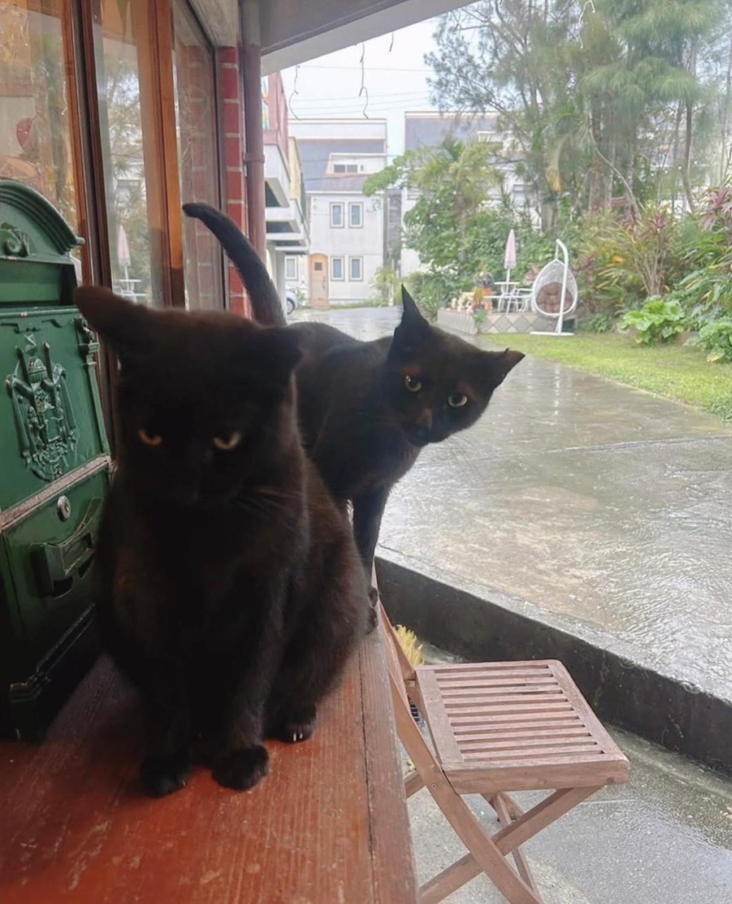 Cats,Piano & Starry Sky Resort Garden -Starry Forest Cottage Okinawa- Onna Zewnętrze zdjęcie
