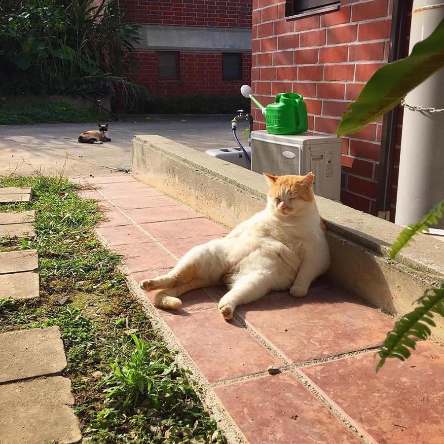 Cats,Piano & Starry Sky Resort Garden -Starry Forest Cottage Okinawa- Onna Zewnętrze zdjęcie